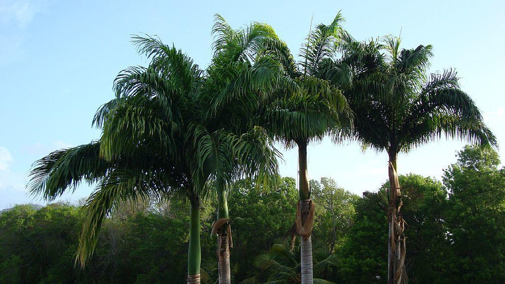 Palm'Studio Anse De Caritan Sainte-Anne Eksteriør billede